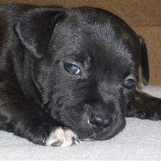 Staffordshire bull terrier Cisco