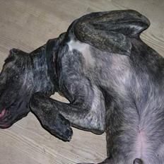 Dogo canario Capone *R.I.P 2009*