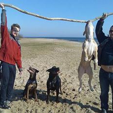 Amerikansk staffordshire terrier stella