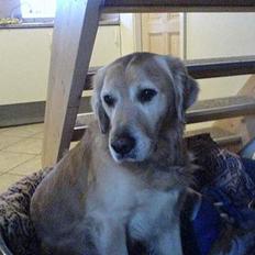 Golden retriever Simba