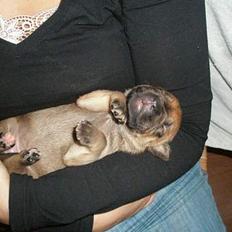 Amerikansk staffordshire terrier Kali