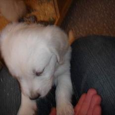 Golden retriever Alfa(Alpha)