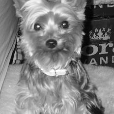 Yorkshire terrier Bandit