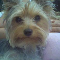 Yorkshire terrier Bandit