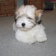 Coton de tulear Pixi
