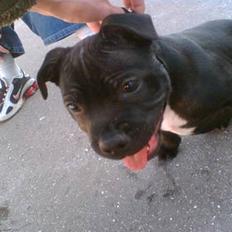 Staffordshire bull terrier Eddie