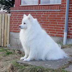 Japansk spids "~Akita R.I.P.~"