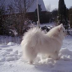 Japansk spids "~Akita R.I.P.~"