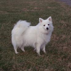 Japansk spids "~Akita R.I.P.~"