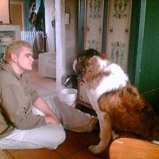 Sankt bernhardshund Lulu