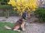 Leonberger khaimas´ cho cachou