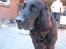 Flat coated retriever † Aladin - RIP † - Daws med dig, vil du lege? - jeg tager altid imod udfordringer