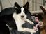 Border collie Mulan