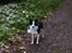 Border collie Mulan