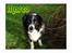 Border collie Marco  R.I.P.
