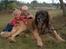 Leonberger khaimas´ cho cachou - rigtig famlie hund