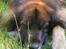 Leonberger khaimas´ cho cachou - han blev lidt træt