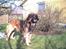 Leonberger khaimas´ cho cachou