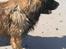 Leonberger khaimas´ cho cachou - vandhund