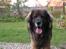 Leonberger khaimas´ cho cachou