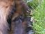 Leonberger khaimas´ cho cachou - lad mig sove..!!