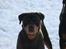 Rottweiler Fattiggården's Carla *død* - Carla i sneen