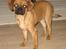 Blanding af racer Fiona (mops/cavalier)