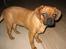 Blanding af racer Fiona (mops/cavalier)