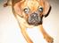 Blanding af racer Fiona (mops/cavalier)