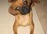 Blanding af racer Fiona (mops/cavalier) - Hov, hvad var det? En Blitz?