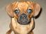 Blanding af racer Fiona (mops/cavalier)