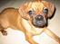 Blanding af racer Fiona (mops/cavalier)