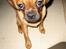 Blanding af racer Fiona (mops/cavalier) - Moar... Nu gider jeg ikke have taget flere billeder.