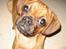 Blanding af racer Fiona (mops/cavalier)