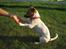 Jack russell terrier Meyer *død*