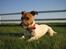 Jack russell terrier Meyer *død*