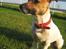 Jack russell terrier Meyer *død*