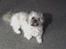 Shih tzu LUI - KING LUI