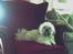 Shih tzu LUI - En kongestol til lille king lui