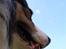 Border collie EFI