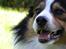 Border collie EFI