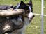 Border collie EFI