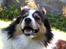 Border collie EFI