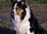 Border collie EFI