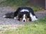 Border collie EFI