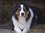 Border collie EFI