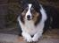 Border collie EFI