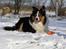 Border collie EFI
