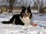 Border collie EFI