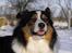 Border collie EFI